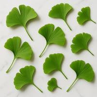 Fresh ginkgo biloba leaves arranged on white marble surface