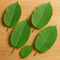 Fresh green kratom Mitragyna speciosa leaves arranged on natural wooden surface for educational botanical wellness article